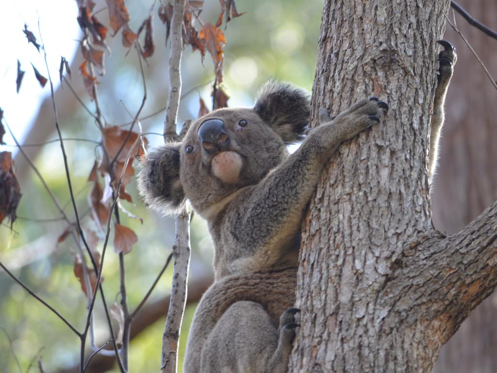 NSW’s koala population is in desperate need of a helping hand with experts fearing they’re on track to be extinct in the state by 2050. Picture: Supplied