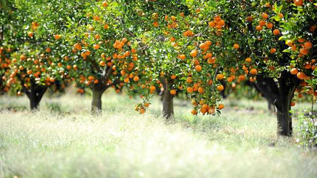 Gardening: Grow your own citrus trees | Daily Telegraph