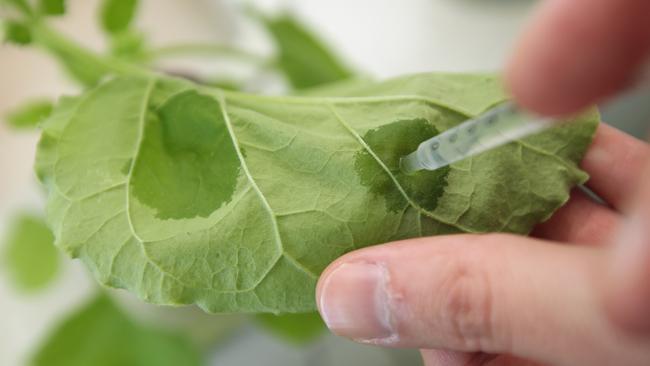 Researchers have managed to insert genes from E. coli into tobacco plants to make the detoxification process far less expensive. Picture: Getty Images