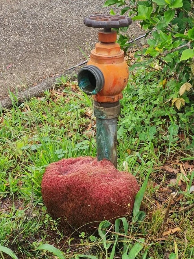 The thing started growing on a rock under the leaking hydrant. Picture: Reddit.