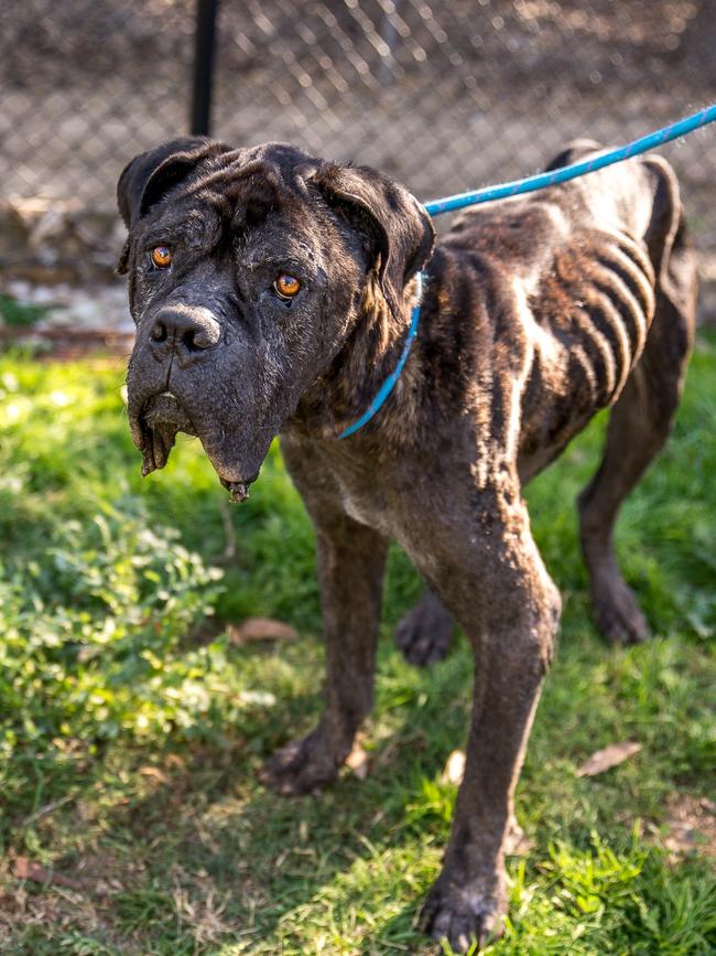 Neapolitan mastiff Nitro was starved down to a skeleton and weighed only 40 kilos. Picture: Supplied