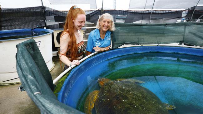 The Cairns Turtle Rehabilitation Centre has rescued a large Loggerhead turtle at Flynn Reef, after she was reported by dive operators to have been attacked by a shark. Cairns Turtle Rehabilitation Centre volunteer Lisa McArdle and founder Jennie Gilbert is currently caring for the 60 year old Loggerhead Turtle, nicknamed Flynn, at the charity's eduquarium facility at James Cook University. Picture: Brendan Radke