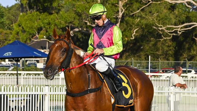 Fiorsum Fred will be back in action at Canterbury on Monday. Photo: Bradley Photos.