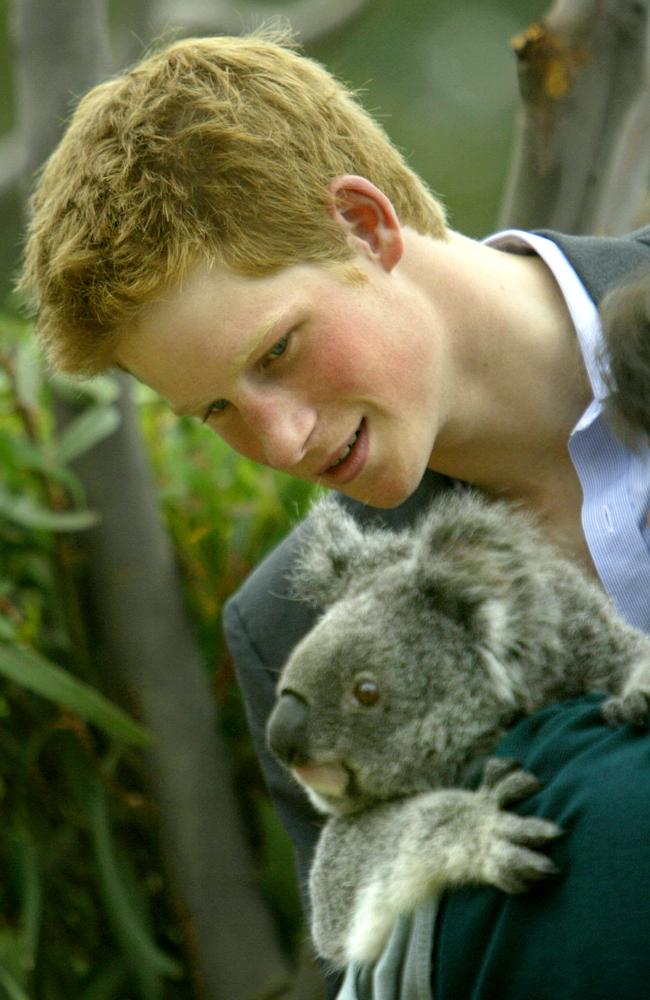 Koala numbers in New South Wales have plunged by 32 per cent since Prince Harry met this koala in 2003.