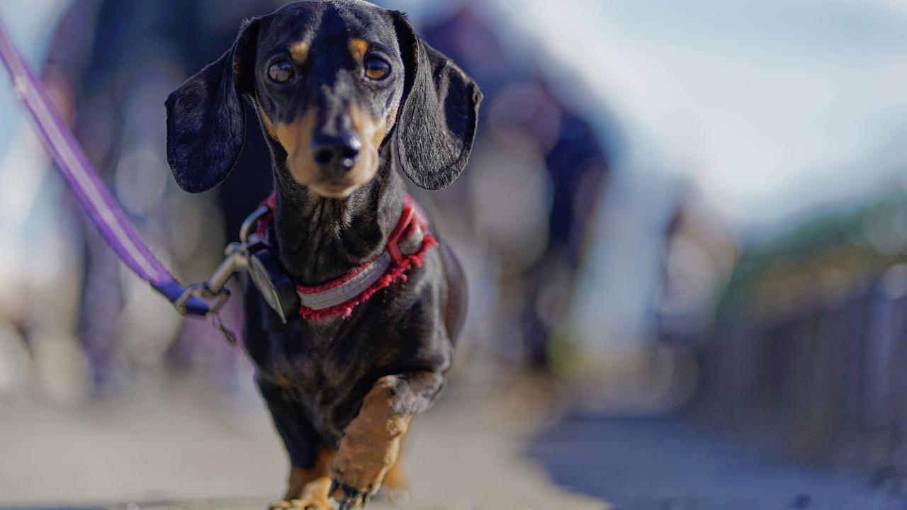 Thousands of little tiny feet joined in. Picture: NCA NewsWire / Valeriu Campan