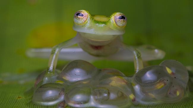 Wildlife Photographer of the Year photo by Jaime Culebras