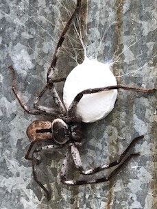 A huntsman spider with its sac of babies. File picture: Thomas Csihar