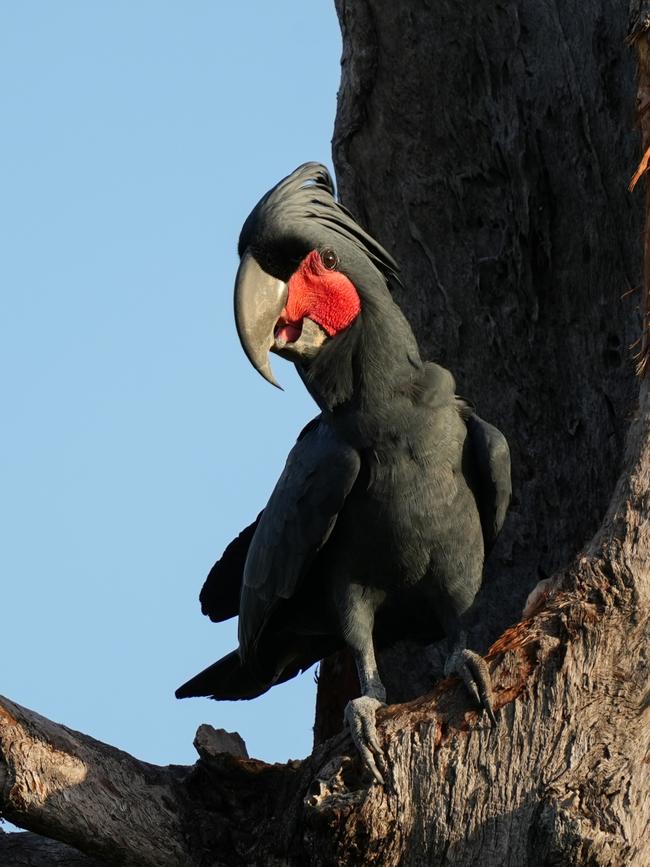 Palm cockatoos are endemic to the Iron Range National Park area of Cape York near Lockhart River and the Northern Peninsula Area. Picture: Christina Zdenek