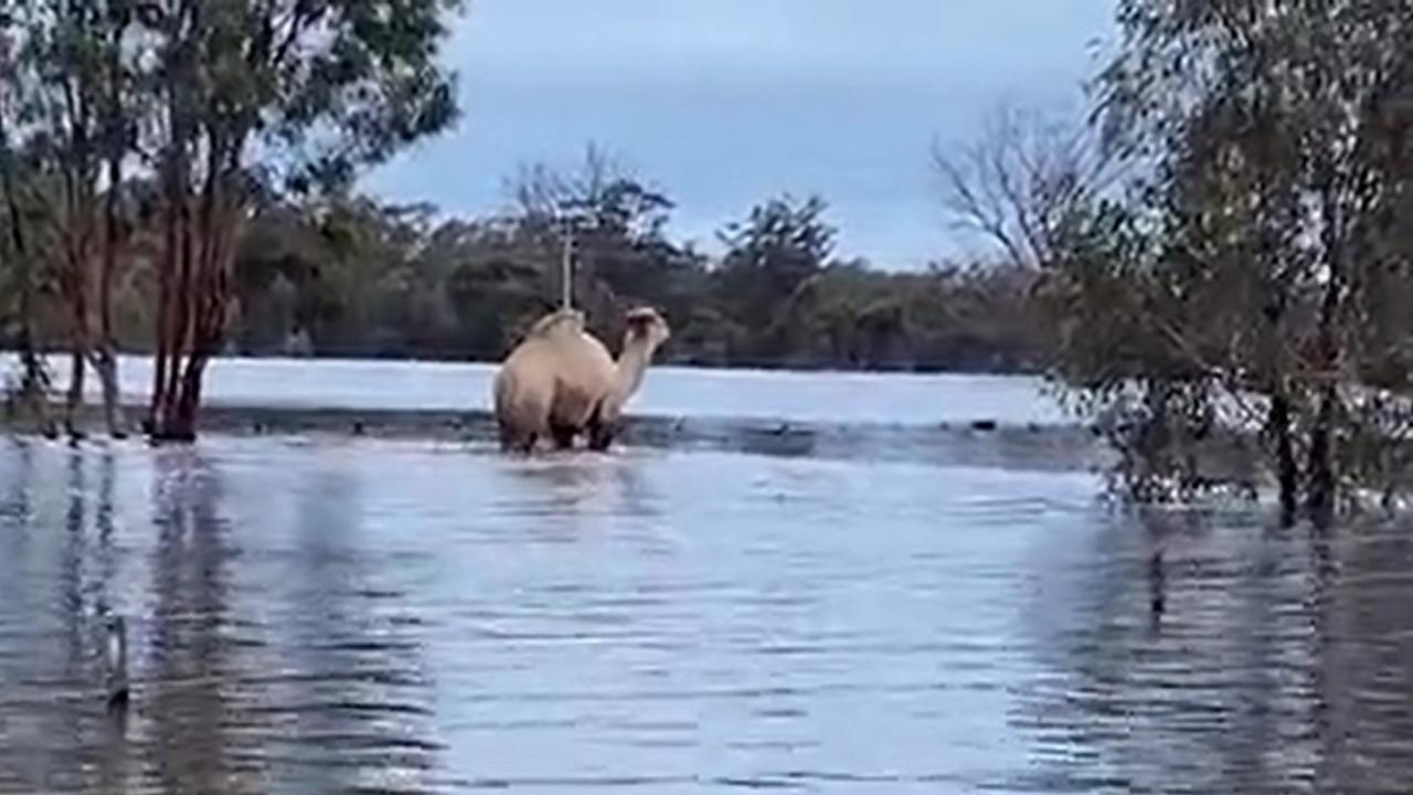 Gina – the domestic camel- wandered away from the herd into floodwaters. Picture: FRNSW