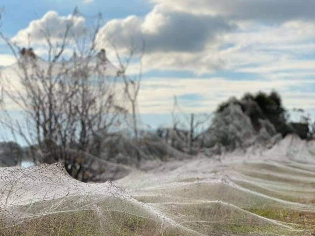 Thick blankets of spiderwebs in Gippsland after flooding in the region. Picture: hdjwiax / Reddit