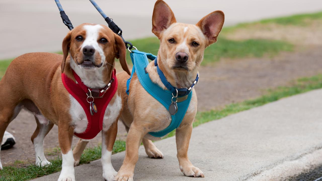 Best puppy best sale harness for walking