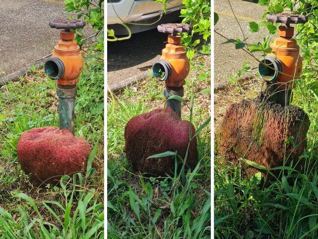 A mysterious red lump has stumped the internet