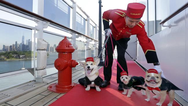 Kennel master Oliver Cruz tends to celebrity dogs Wally, Ella and Chloe aboard the ocean liner Queen Mary 2. Picture: AP