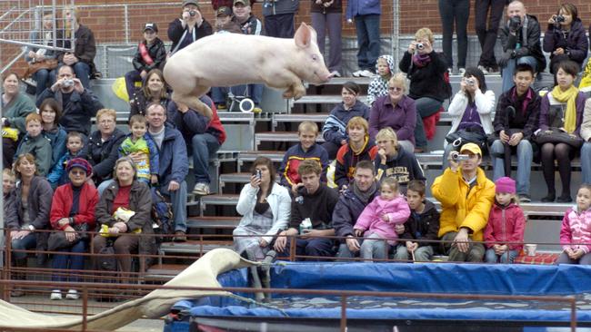 Pig racing at the Royal Adelaide Show in previous years.