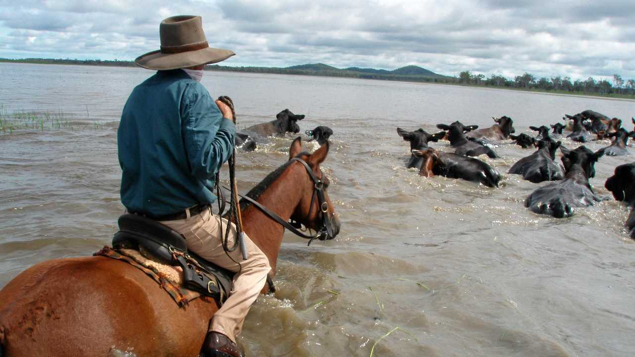 Lawson Geddes moving the Brangus cattle to higher ground - which is the land the Defence Department is interested taking for the Shoalwater Bay expansion. Picture: contributed