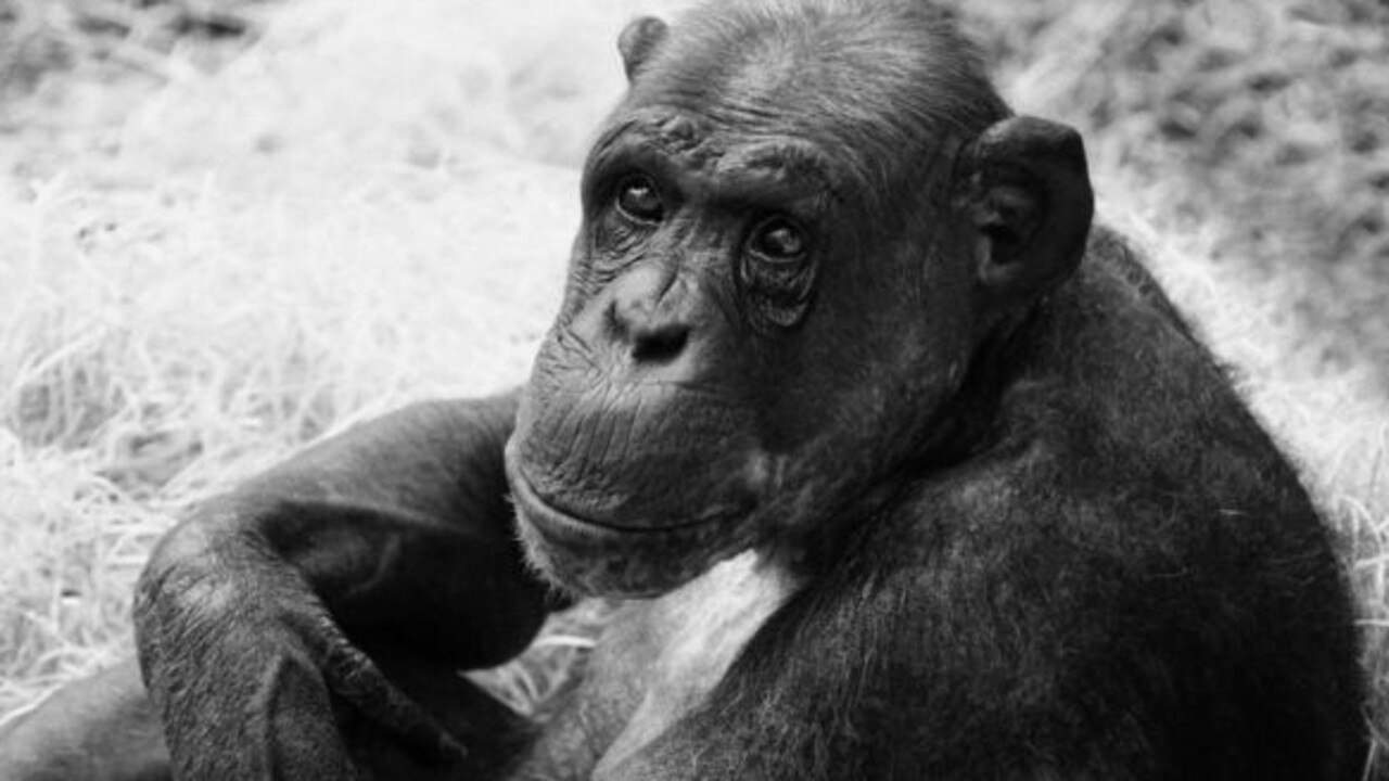 Znaleziono martwego „bardzo sympatycznego” szympansa