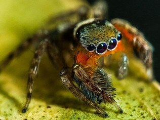 New jumping spiders found in QLD