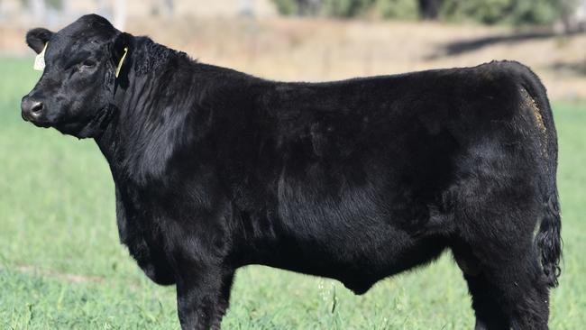 Texas Angus Thunderstruck T383 was sold to Robert Mackenzie of Macka's Australian Beef Angus for a record $360,000. Picture: Supplied