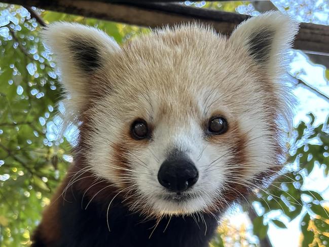 Red Panda Mishry has died at the Adelaide Zoo  . Picture: ZoosSA