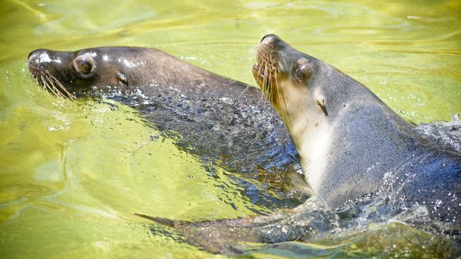 Sealions Ady and Tasko playing at Adelaide Zoo.