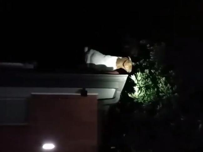 Whipper the goat had to be saved from a Smithfield rooftop by firefighters after she got stuck searching for a midnight snack. Picture: Fire &amp; Rescue NSW