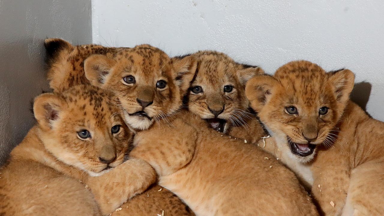 Lion cubs at one week