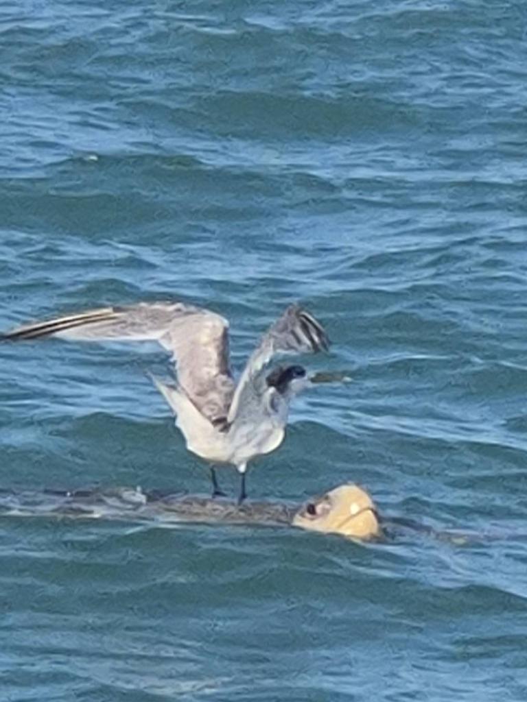 At first the fishos thought it was riding a log. Picture: Faith Holbourn