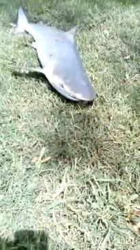 Bull shark caught in Currumbin Creek.