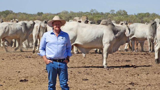 Consolidated Pastoral CEO Troy Setter with Brahman cattle on Newcastle Waters station