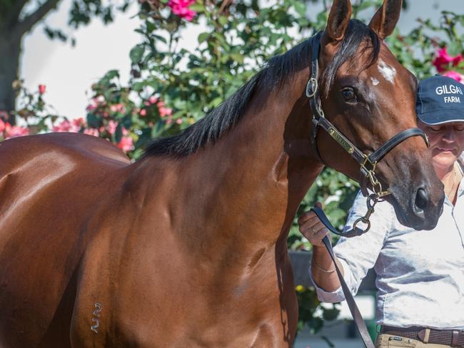 Jameka parades at the Inglis Yearling Sales before being sold in 2014.