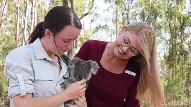 KLAWS look after koalas