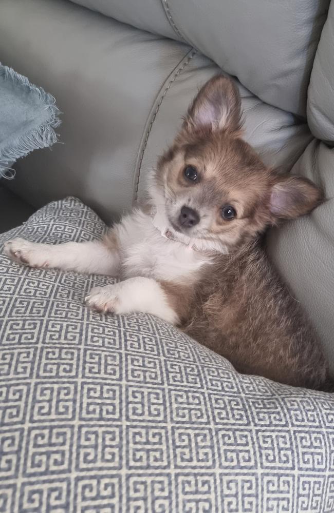 Ellie: Jo Pound's 4 month old Long-haired Chihuahua