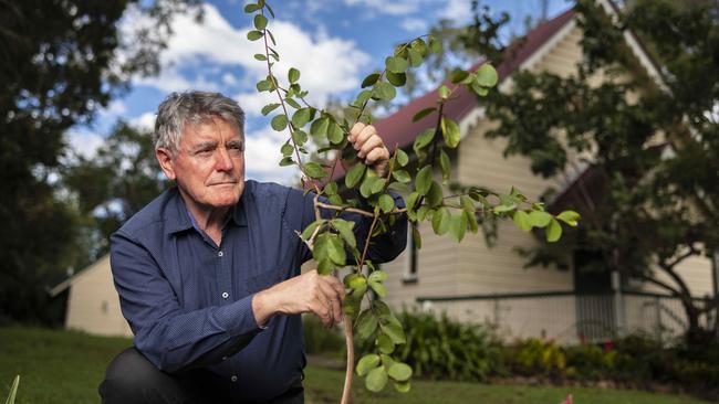 Queensland Herbarium director Dr Gordon Guymer with the crepe myrtle he will plant in Allison’s memory. Photo: Glenn Hunt