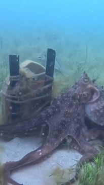 Octopus leads Aussie diver to strange location
