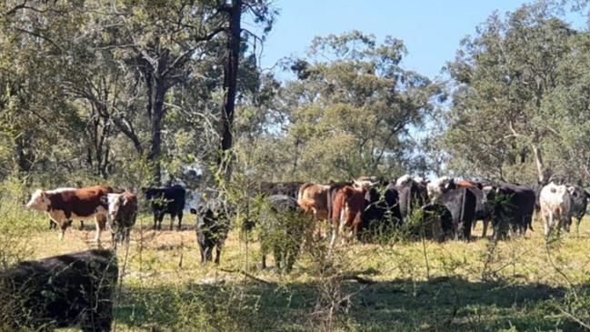 Christopher Stephen has pleaded guilty to stealing 54 cattle from a property in Mittagong. Picture: NSW Police