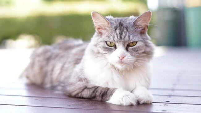 Blossom the cat’s owners say their pet has become more reserved since the incident. Picture: RSPCA