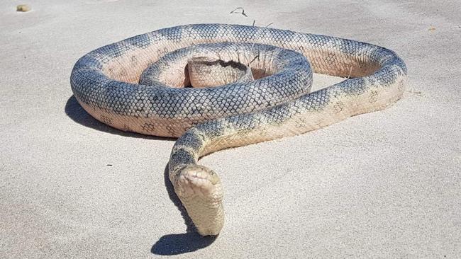 This elegant sea snake was spotted at the northern tip of Bribie Island and was estimated to be over one metre long