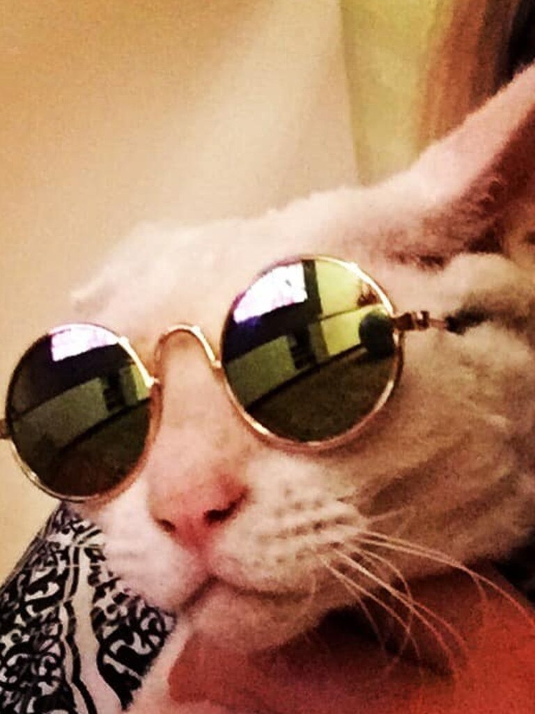 Millie, like any cool cat, has many different styles of sunglasses.