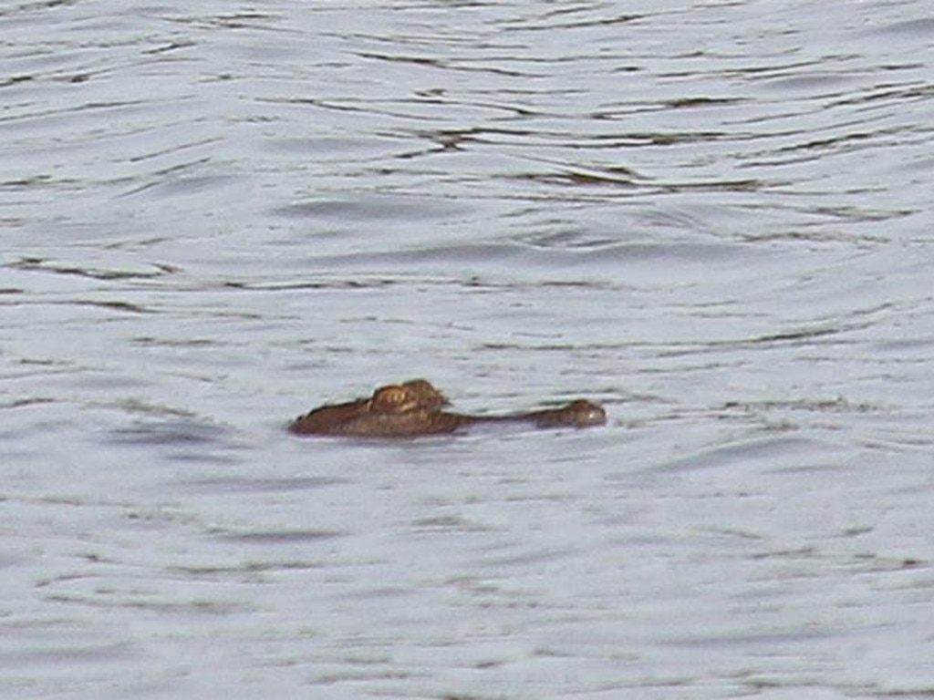 A crocodile spotted swimming in flood waters behind Rosebery Primary School last year.