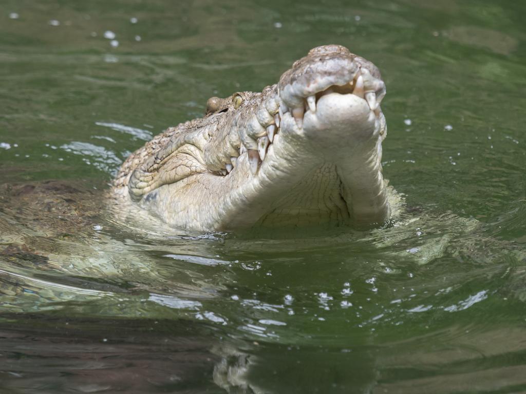 Two soldiers have been airlifted to Cairns after a croc attack in North Queensland.