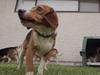 Adorable moment nine beagle puppies who spent their entire lives in a cage being subjected to lab tests experience freedom for the first time 21 of 22