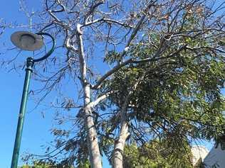 HALF DEAD: The tree on Bourbong St. Picture: Crystal Jones