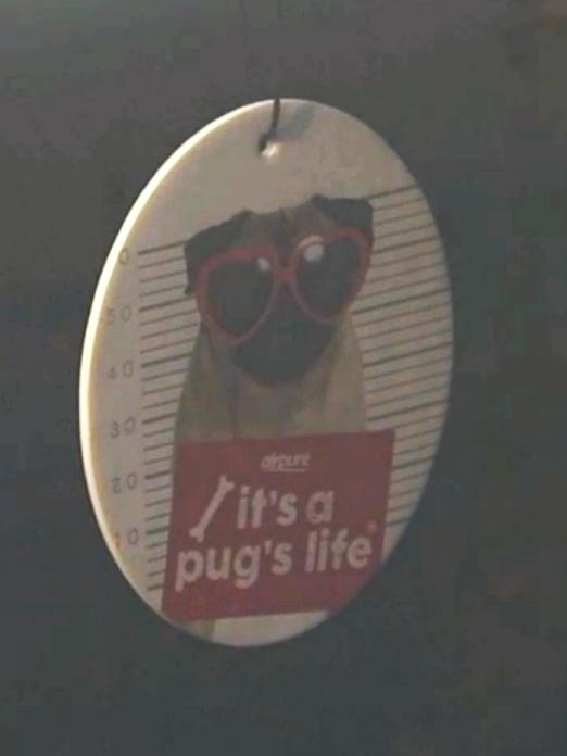 Pug life … the dog’s owner was arrested after cocaine and cash was allegedly found in his possession. Picture: NSW Police Force