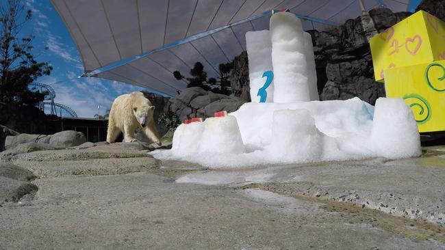 Mishka the polar bear celebrated her third birthday at Sea World on the Gold Coast over the weekend.