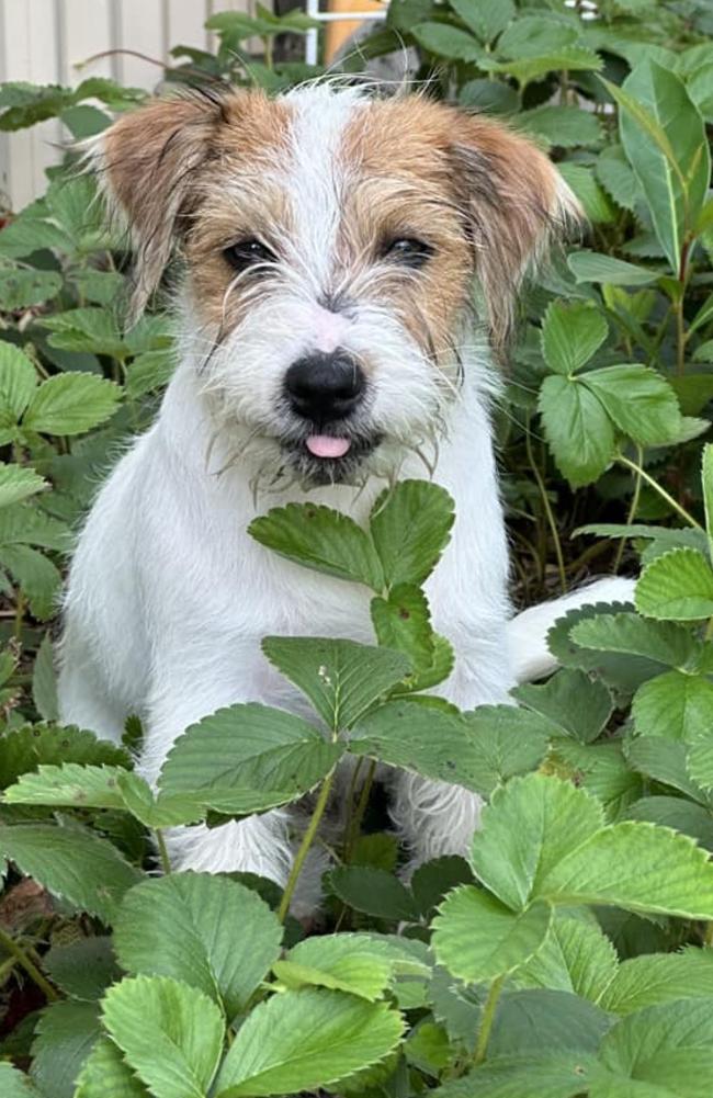 Monty: Darcy Simpkins' 3 month old Jack Russell