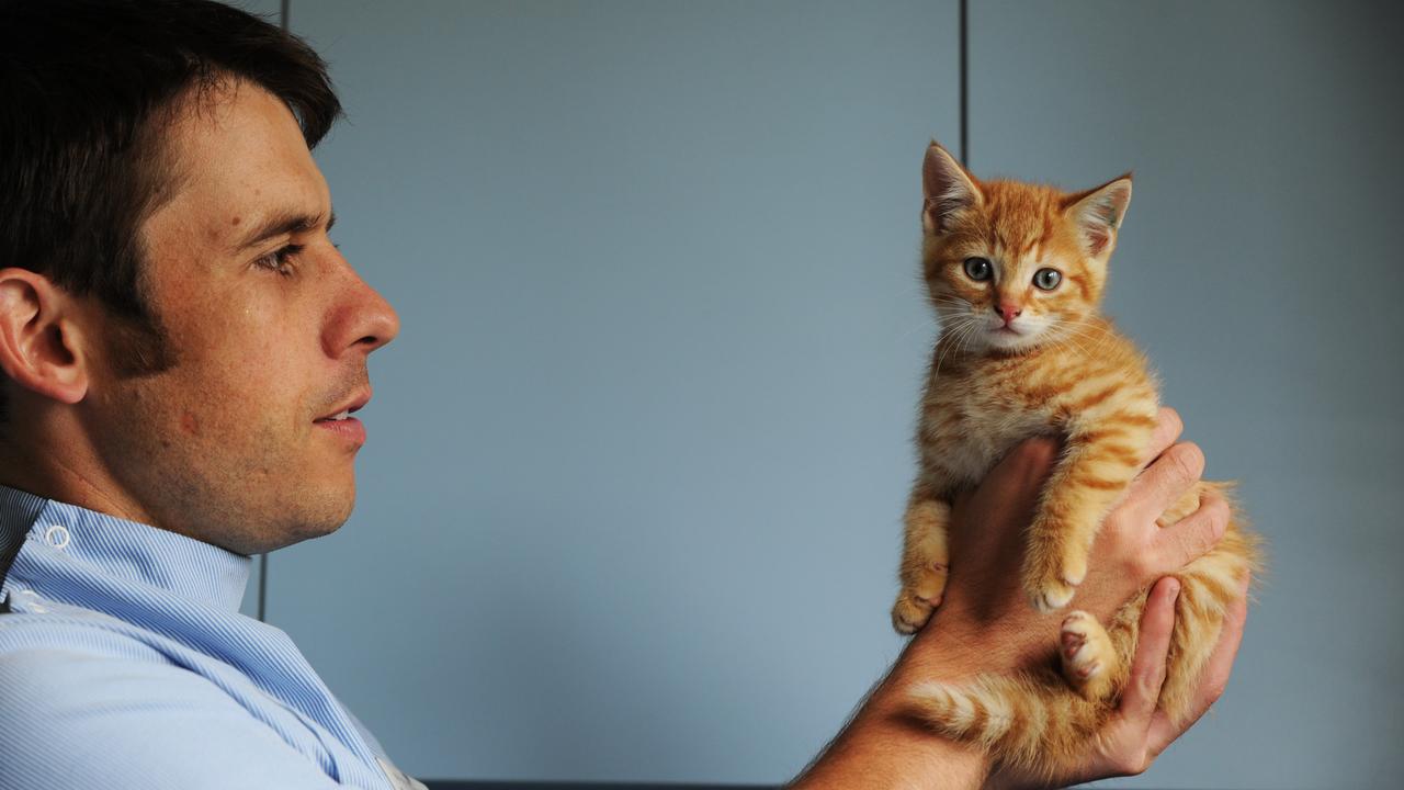 Vet suicide Melbourne: Veterinarian's copping abuse, euthanising dogs,  cats, takes it toll | Herald Sun