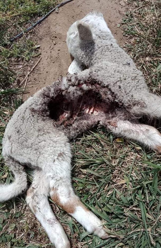 Some livestock owners say they are driven to use 1080 baits to prevent their stock from being mauled by wild dogs. Picture: Supplied