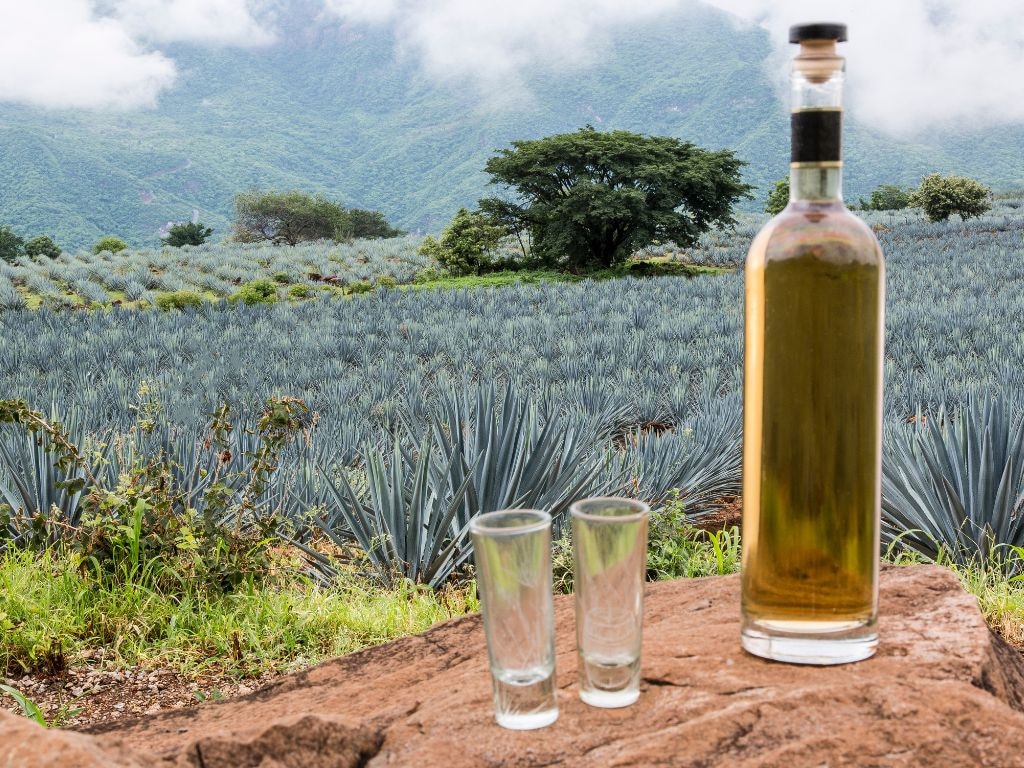 Tequila is made from agave, is naturally gluten-free, and low in sugar, carbs, and calories. Picture: istock