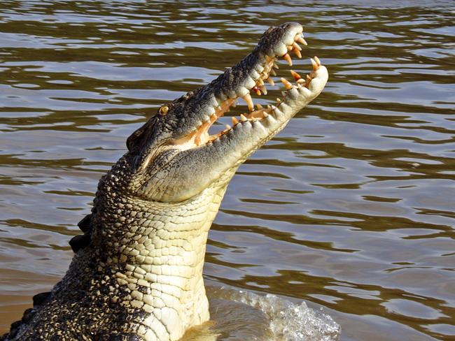 Jumping saltwater or estuarine crocodile, Adelaide River, Northern Territory, Australia