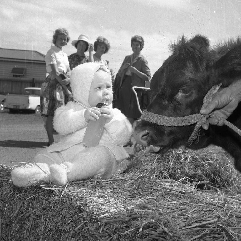 Kelvin Holn, eight months, of Toowoomba, makes sure this heifer doesn’t touch his milk bottle, in 1964. Picture: Jim Fenwick